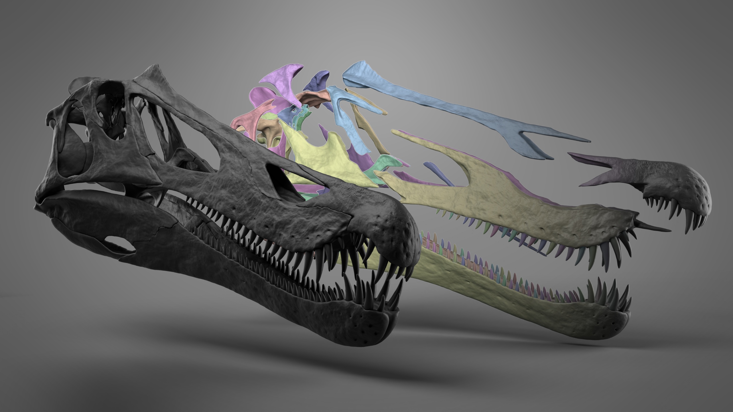Barylambda Skeleton Baryonyx Skull Anatomy Reference by Oakyere on DeviantArt