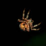 Orbweaver