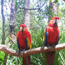 Jamaican Red Macaws