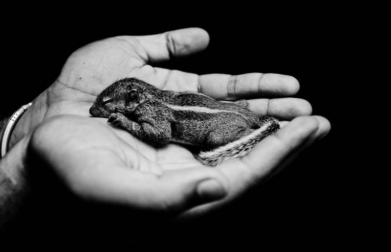 Squirrel Baby by ibsenx