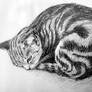 Study of a Curled Tabby Cat