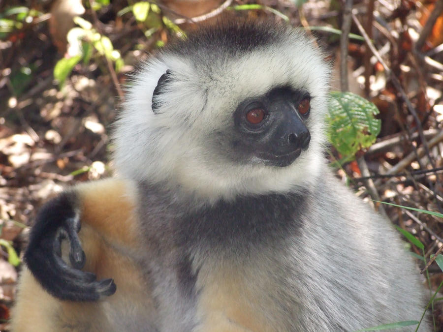 Dancing lemur