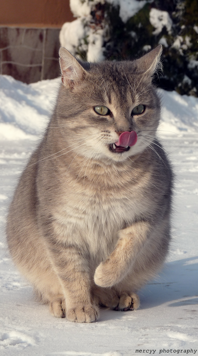 big cat in snow