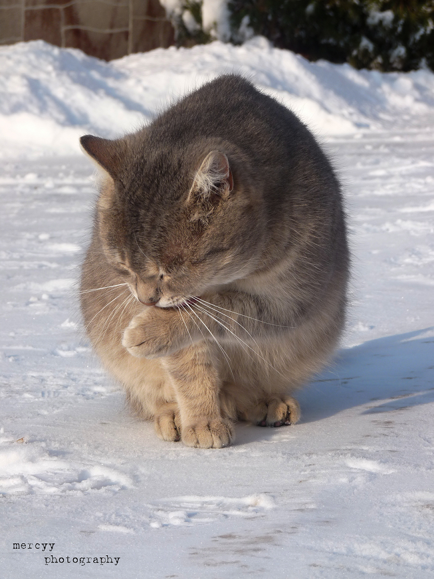 big cat in snow II.