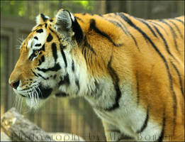 Tigress profile