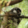 Nested Lemur