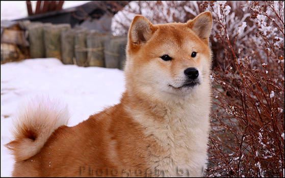 Snow speckled Shiba