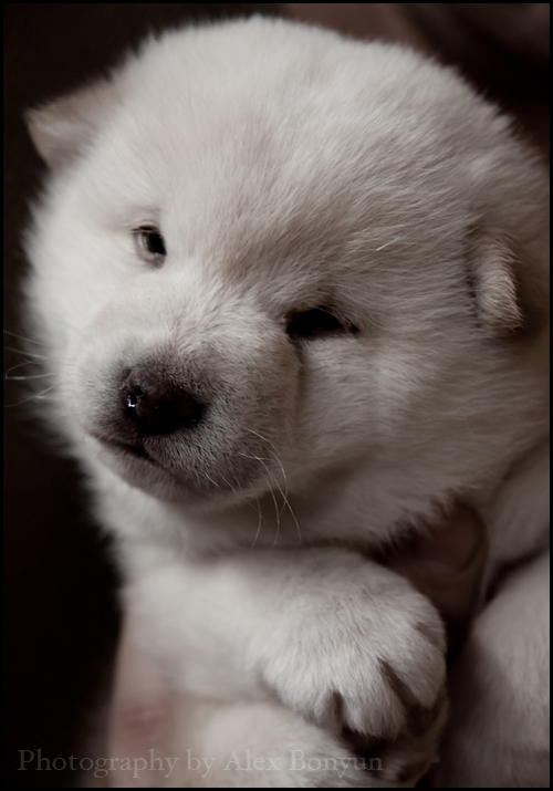 Snow white Shiba