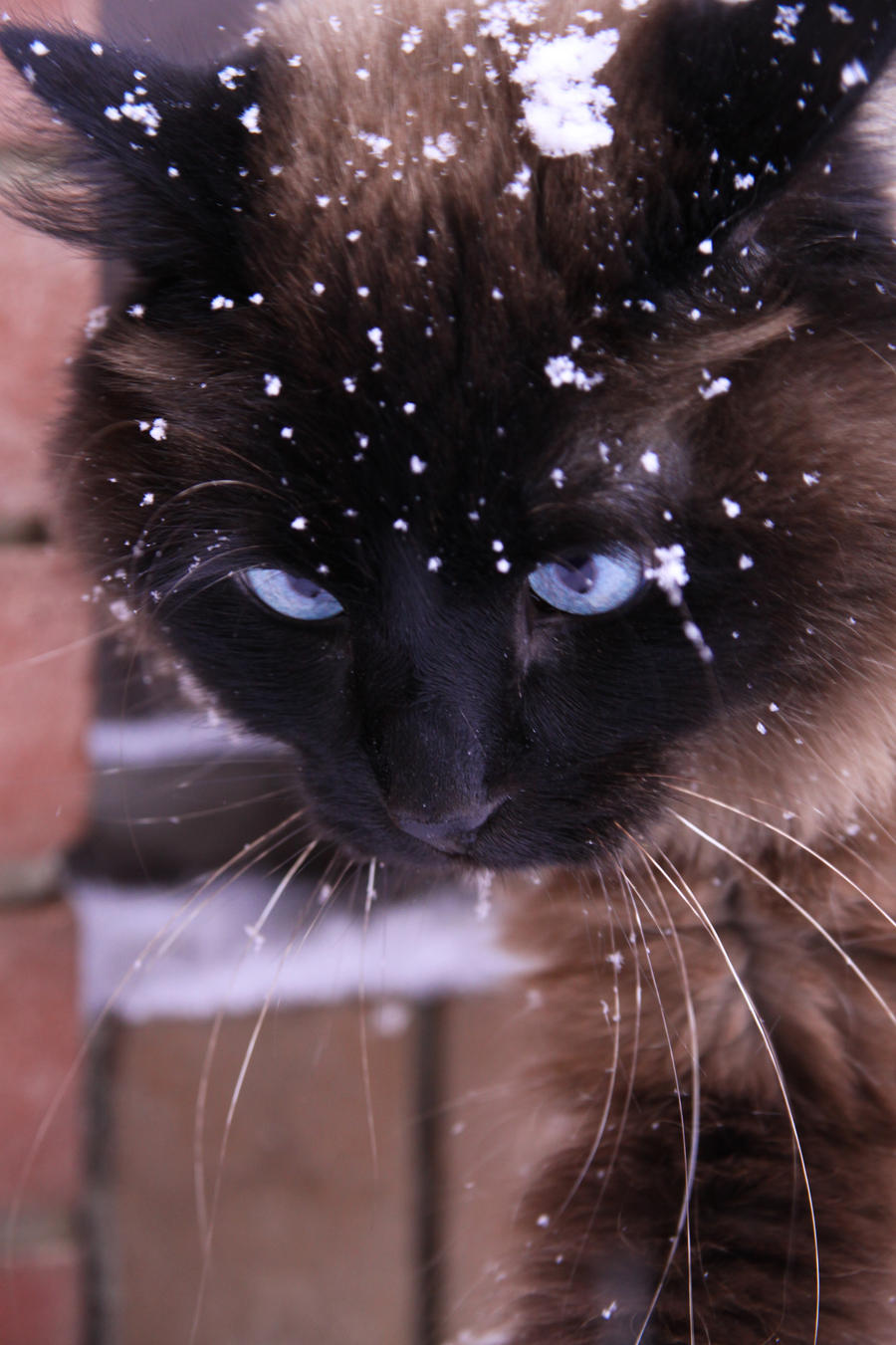 Chocolate point in the snow