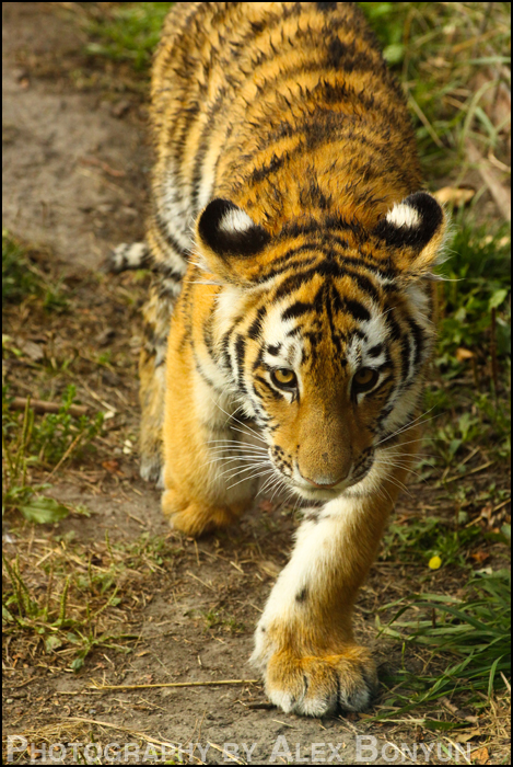 Tiger Cub Stalk