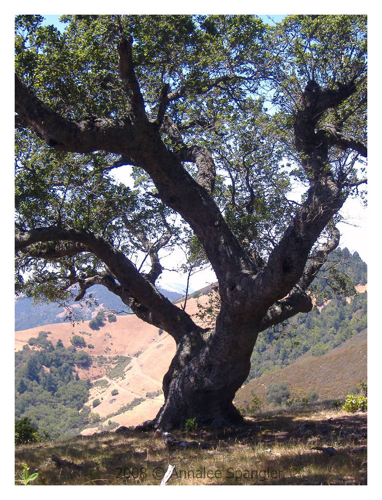 Tree 2 by zenobia on DeviantArt