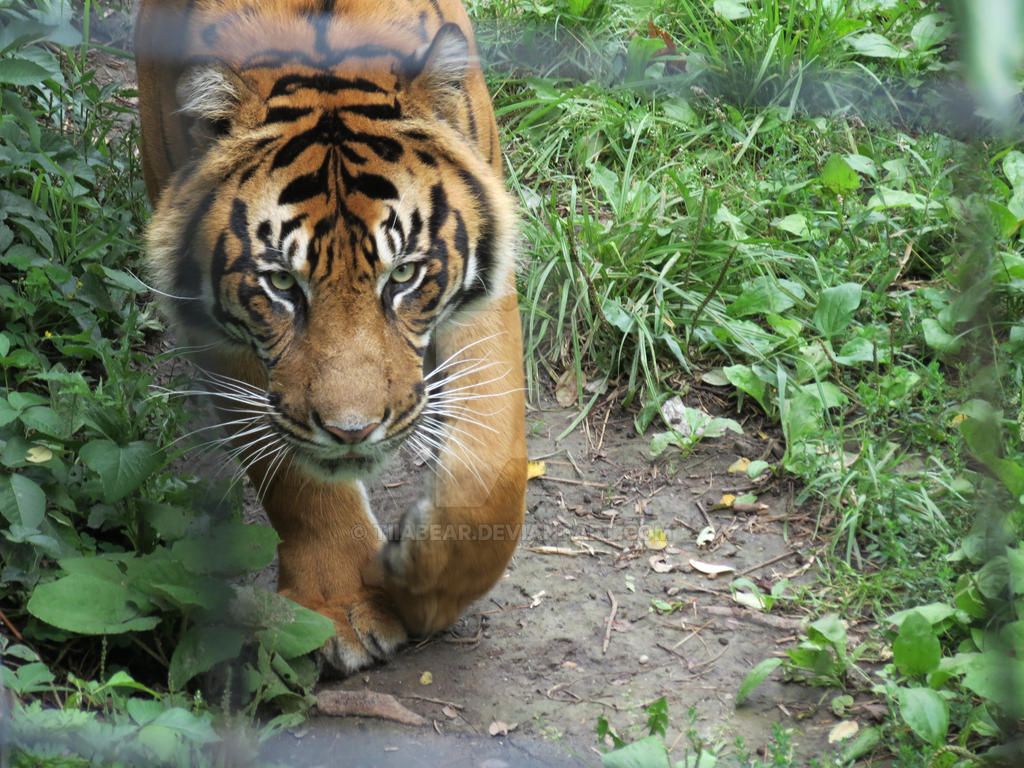 Tiger Staring Contest