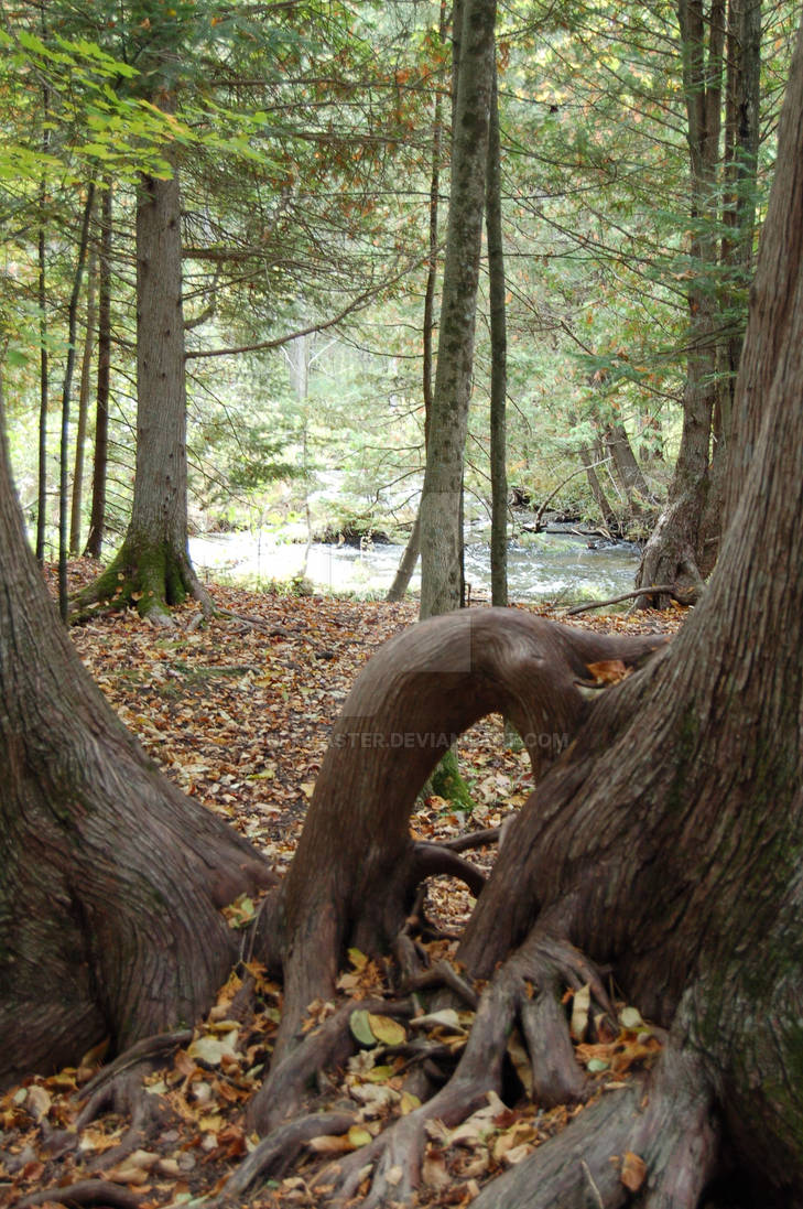 Funky root by Buffmaster on DeviantArt