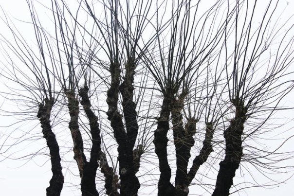 Electrified Trees by 858photos on DeviantArt