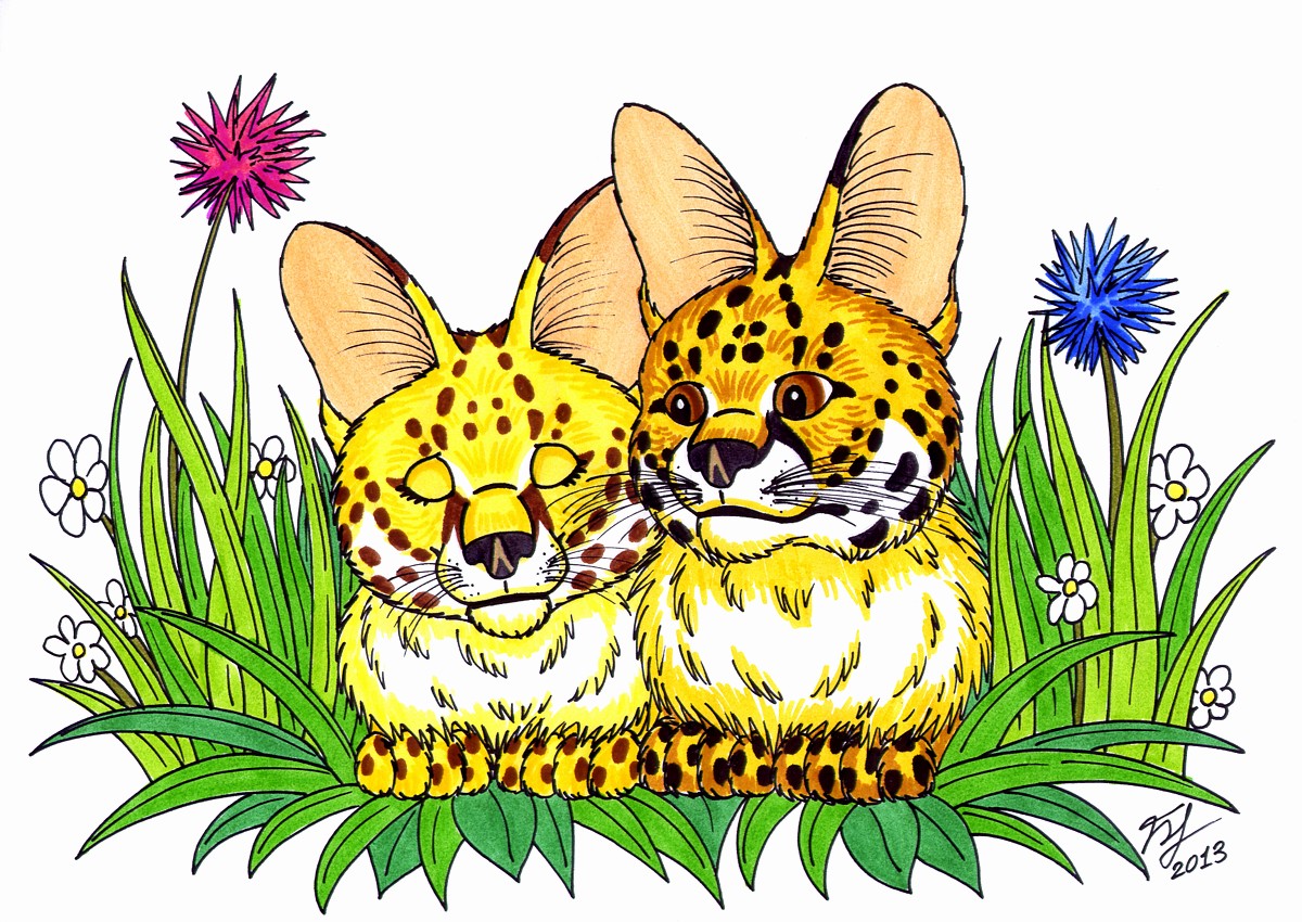 A Couple Of Servals