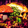 Amanita 41