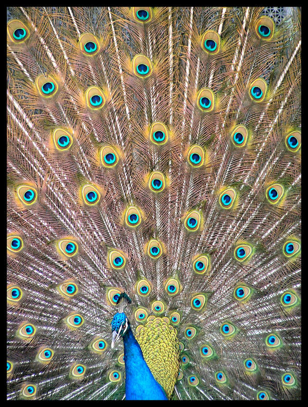 Peacock