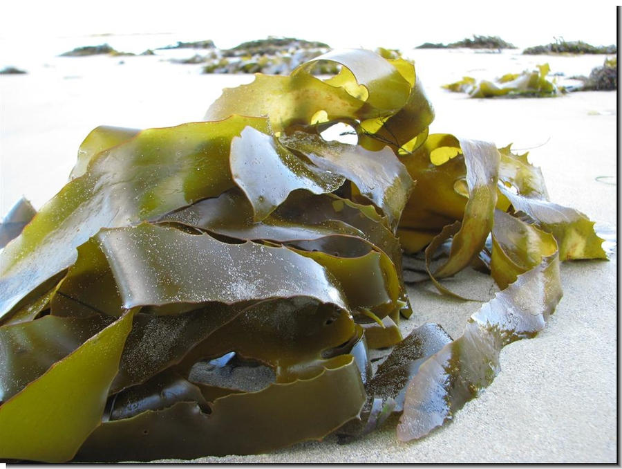 Ламинария в холодных морях. Келп ламинария. Келп водоросли. Келп морская капуста. Келп бурая водоросль.
