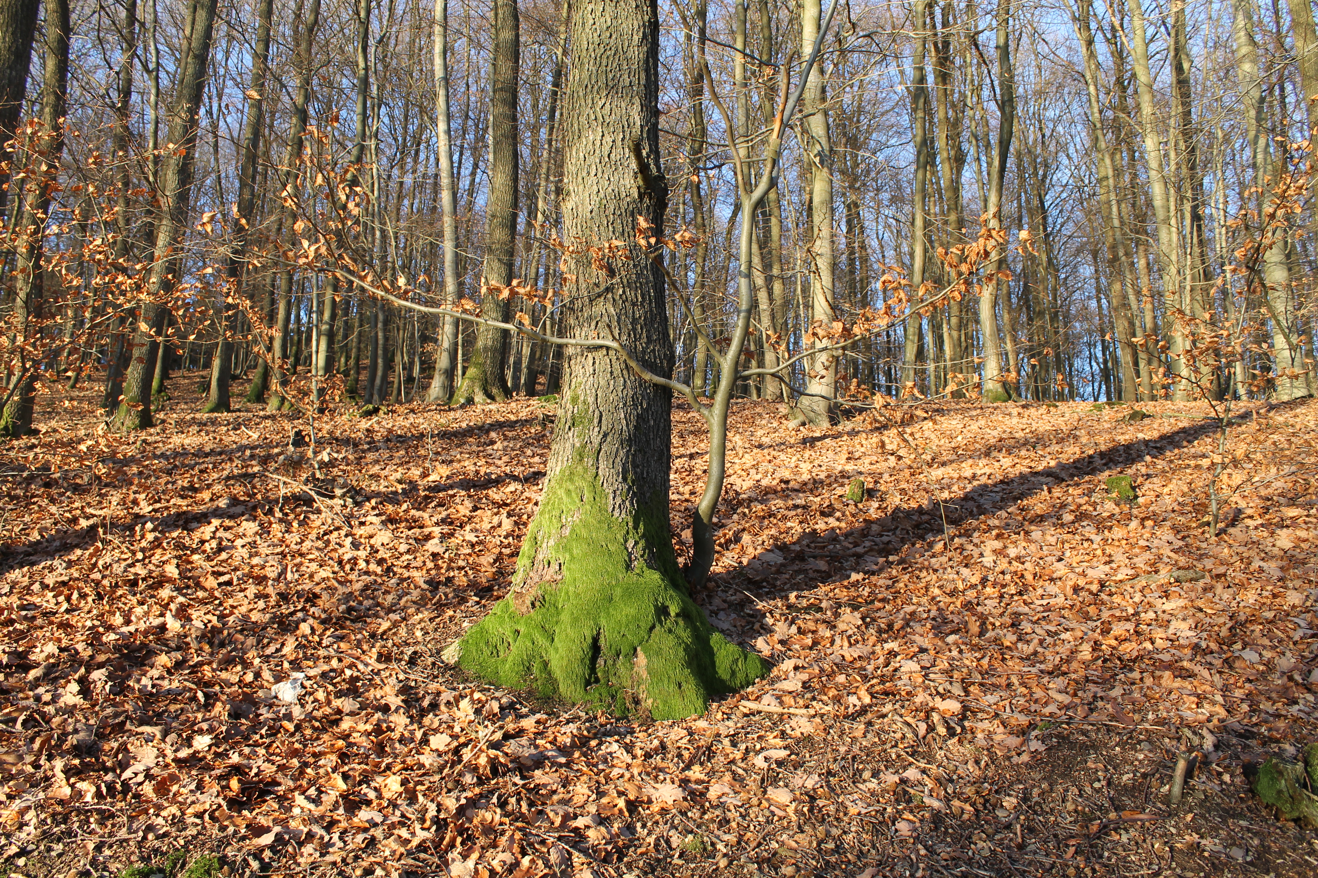 Tree Forest