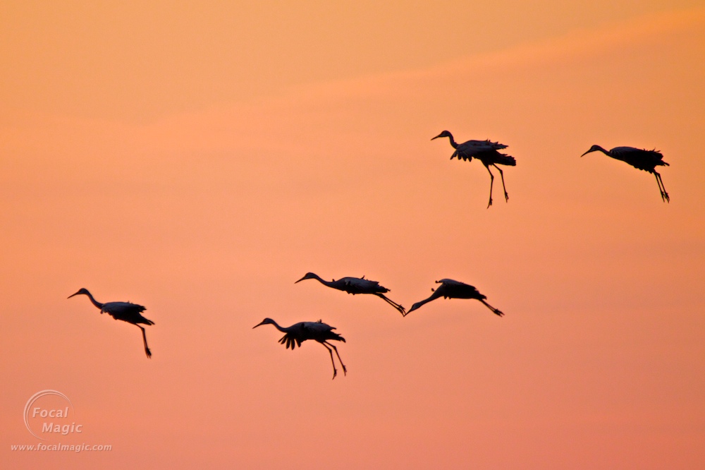 Sandhill Crane Migration 06