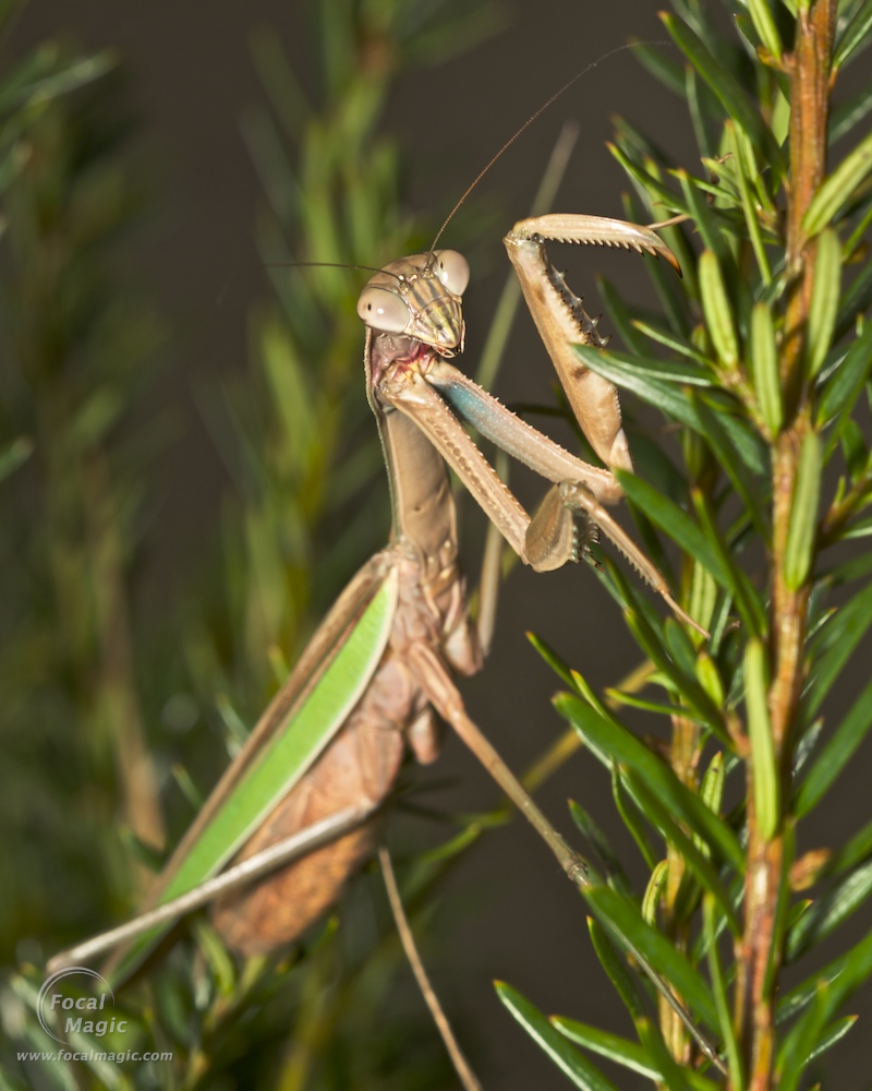 Praying Mantis