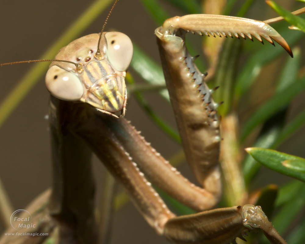 Praying Mantis Close up