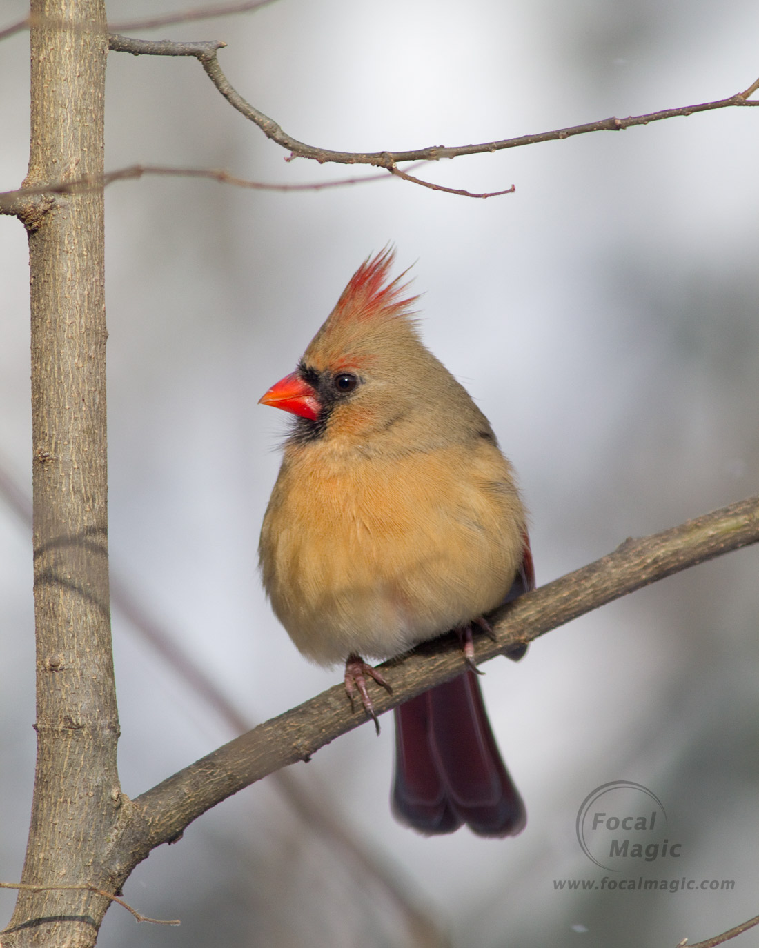 Female Cardinal Close