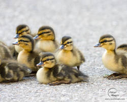 More Ducklings