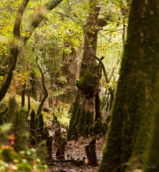 Cypress Alley