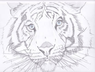 Maltese Tiger