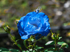 Blue Rose