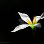 Rain Lily White. Black Serie I