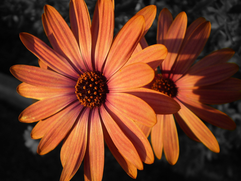 Color Splash Sunset Flower