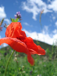 coquelicot_rouge