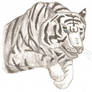 White Tiger