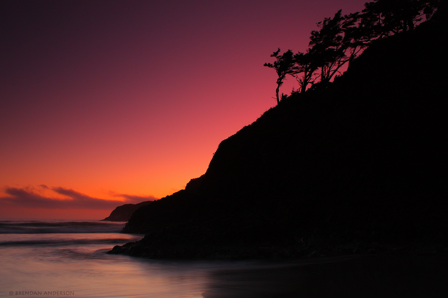 Cannon Beach - Tree silhouette