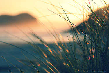 Cannon Beach - Beach Grass