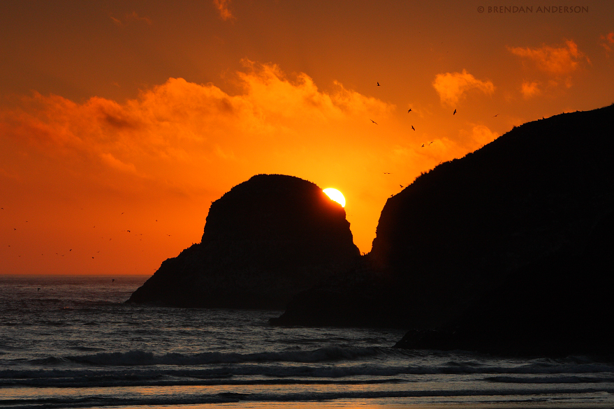 Cannon Beach - Sunset Flock