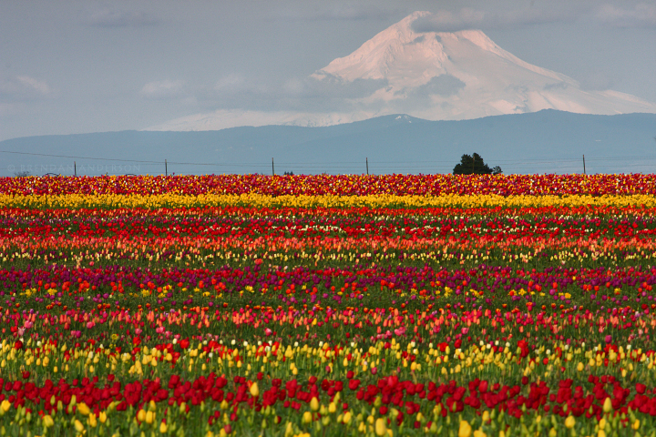 Mount Hood and Tulip fields