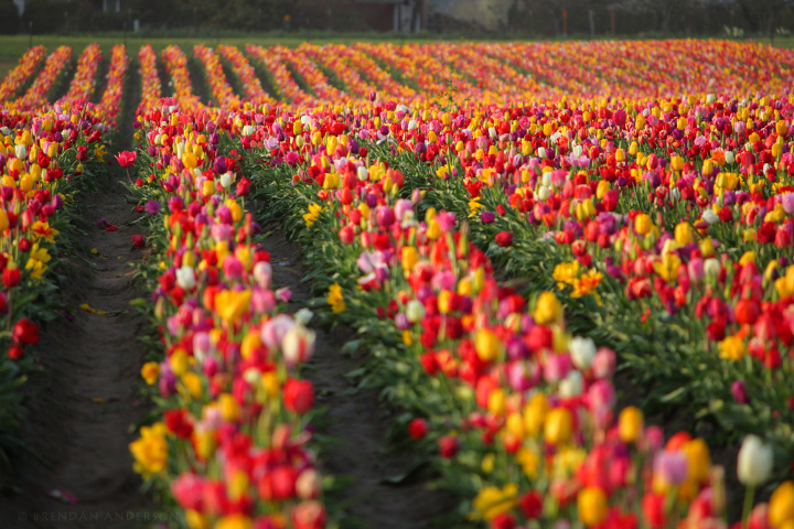 Tulip Fest Rainbow Rows