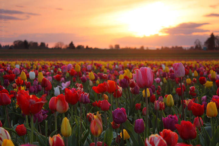 Tulip Fields, Oregon Sunset