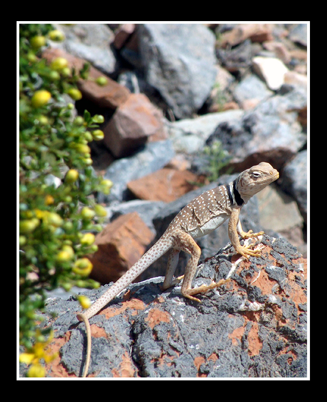 Collard Lizard