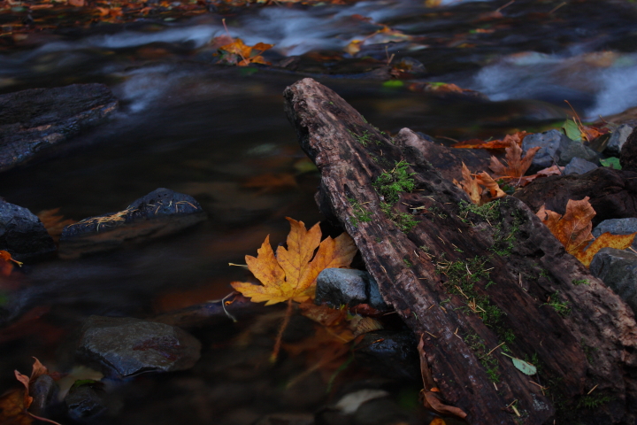 Water Logged