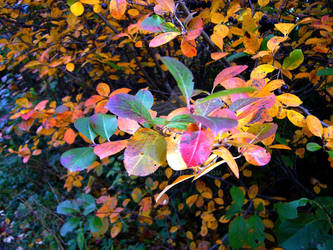 pink leaves