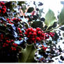 Holly tree