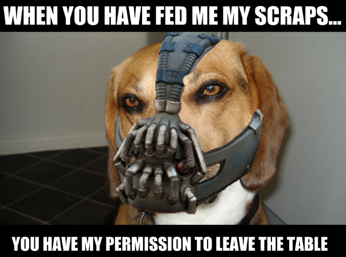 The Dog Knight Rises