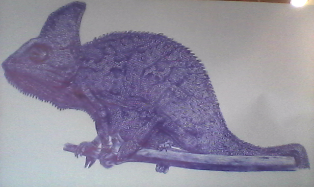 - Chameleon - Ball Point Pen Drawing