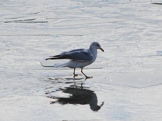 Ring-billed Gull on Thin Ice