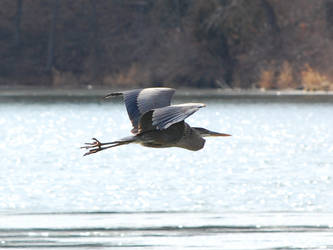 Great Blue Heron in Flight 2