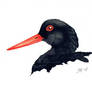 Oystercatcher (bird #7).